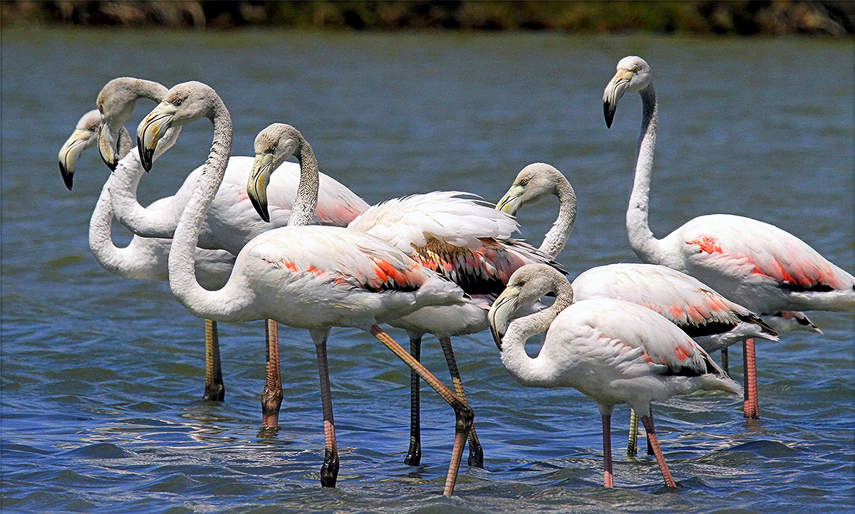 Saltpans of Tarquinia - Some splendid specimens of pink flamingoes (Picture by Massimo Biondi)