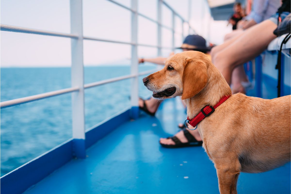 Llevar a nuestra mascota en barco implica unas normas sobre las que conviene informarse antes del viaje.