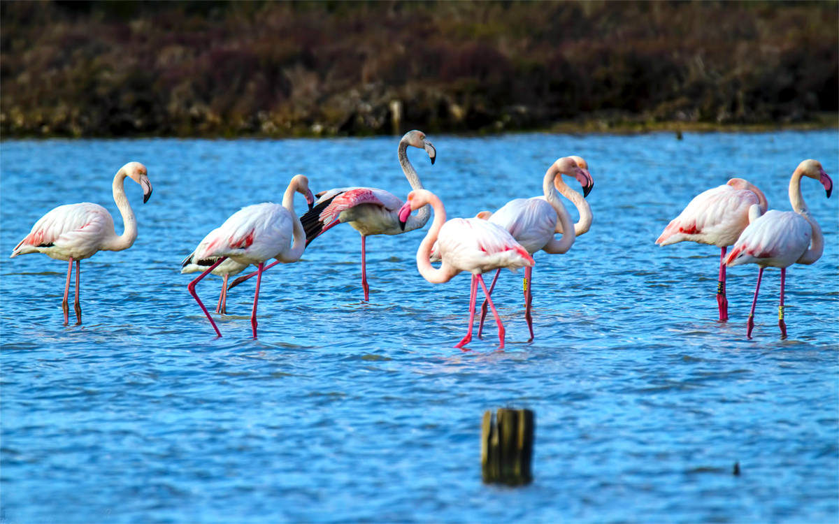 Some flamingos at the Molentargius Saline Park (Cagliari)