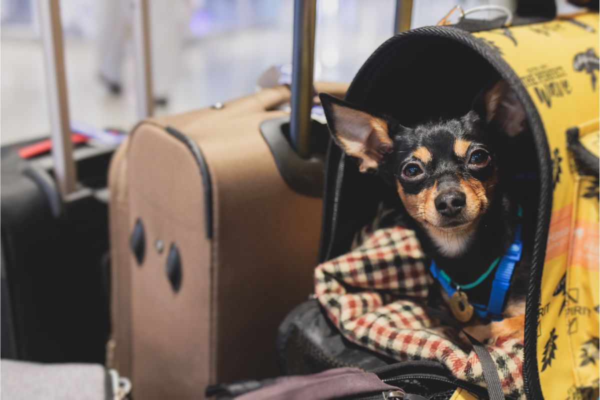 Although we love to take our beloved animals everywhere, taking them on ships involves difficulties that are not always easy for companies to deal with.