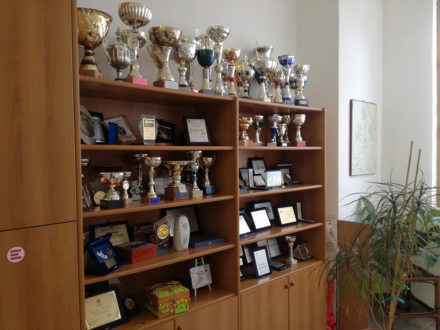 La bacheca dei trofei degli atleti Assproha: tantissime le vittorie per i loro ragazzi