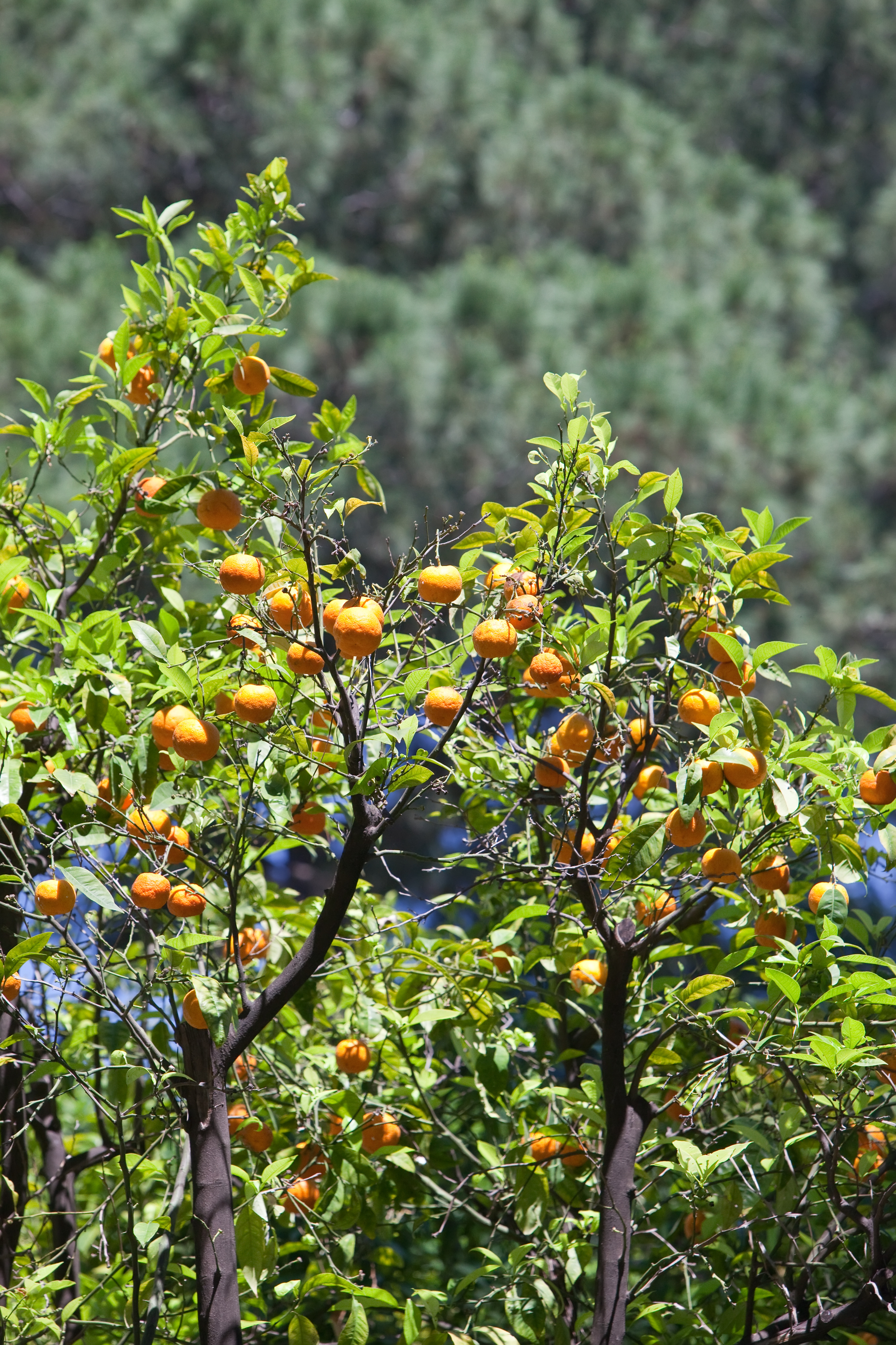 Árboles de naranjas amargas en el Jardín de los Naranjos, Roma