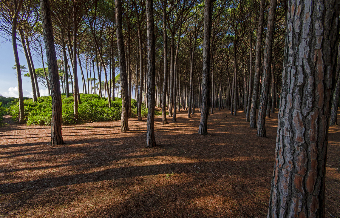 La pineta della Frasca - Civitavecchia