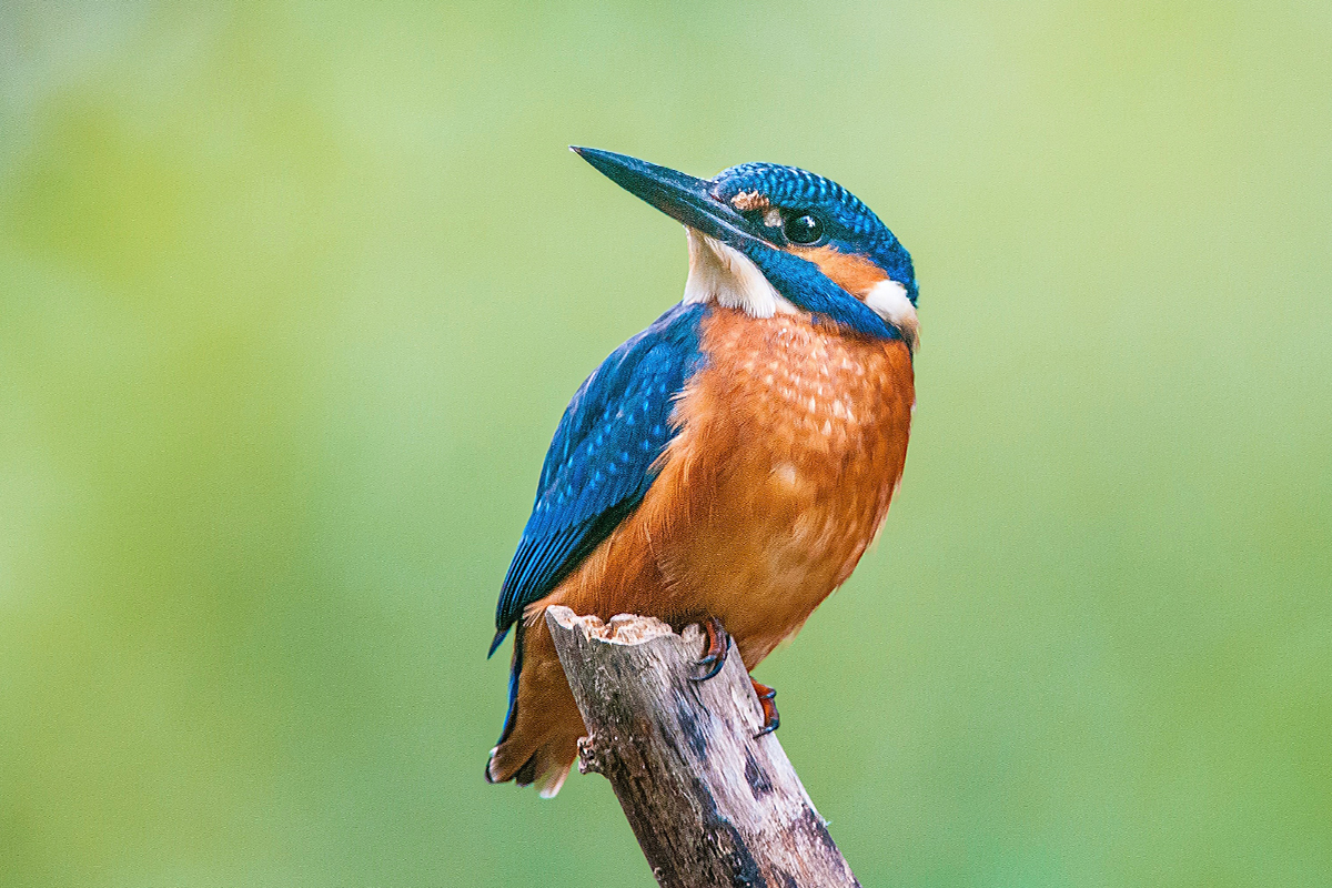 Un bello ejemplar de Martín Pescador en el Oasis de Macchiagrande