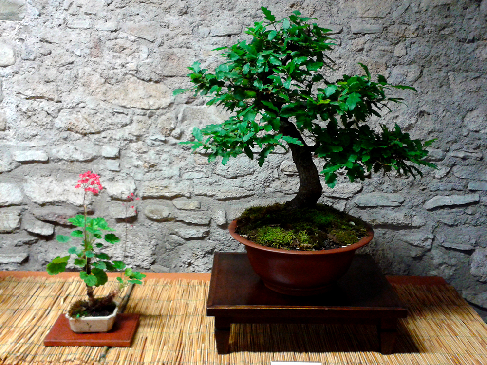 Civitavecchia Bonsai Club - Exhibition at the ancient Rock