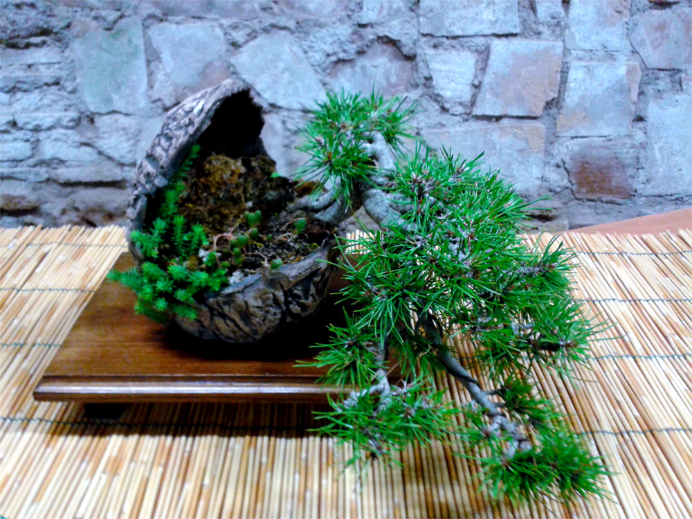 Picea bonsai su un tavolo di legno contro un muro di pietra Foto