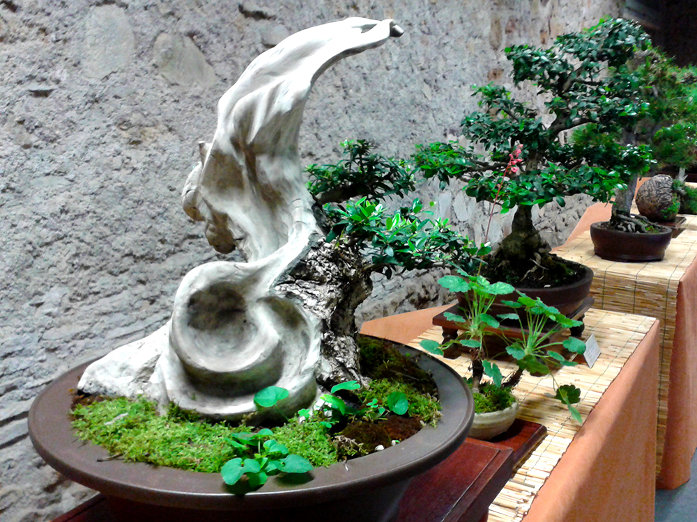 Bonsai exhibited at the Rock of Civitavecchia