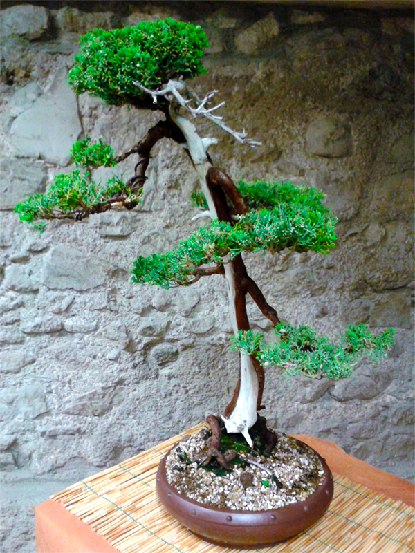 Civitavecchia Bonsai Club - Muestra en la antigua Roca