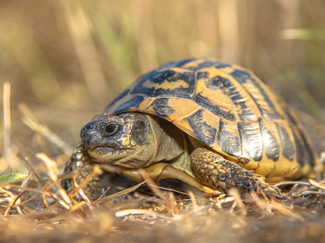 Oasis de Macchiagrande