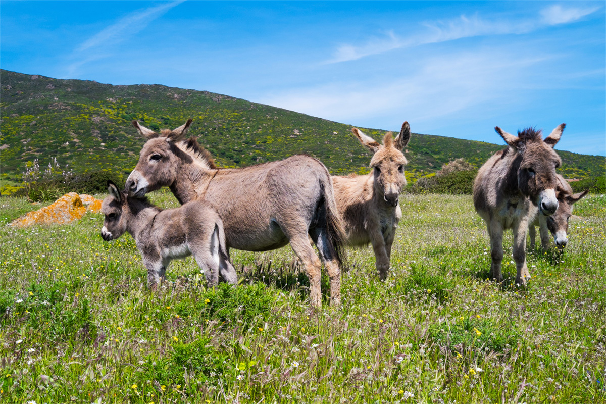 Asinara National Park with the typical Donkeys