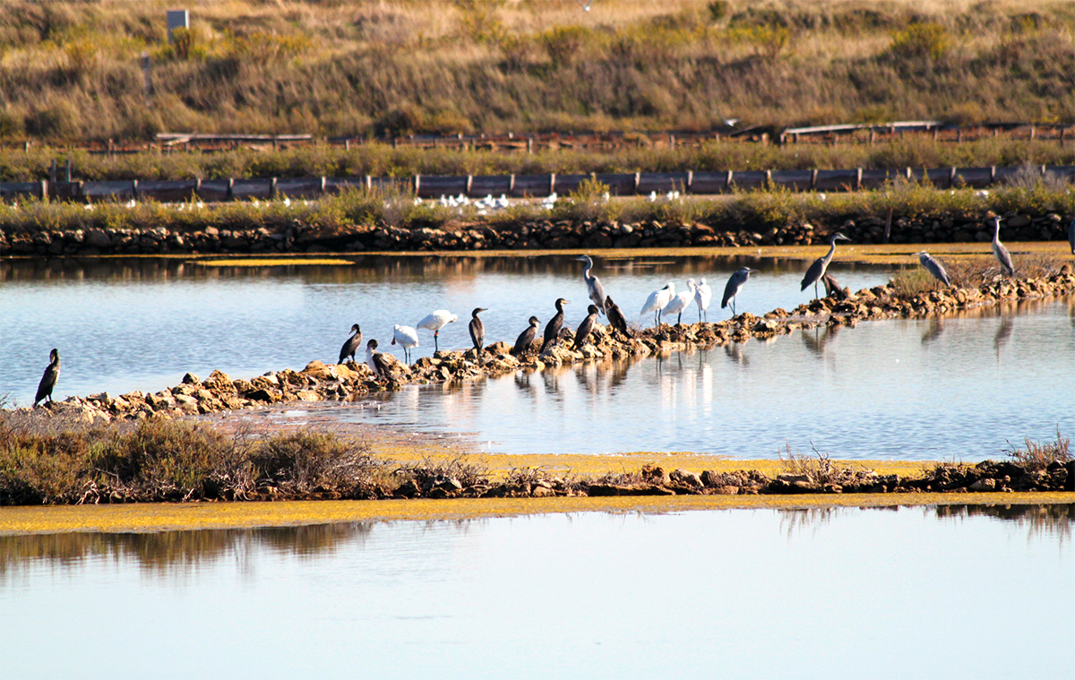 Visitare La Riserva Naturale Saline Di Tarquinia Port