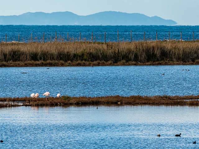 Visiting the Nature Reserve Saline di Tarquinia