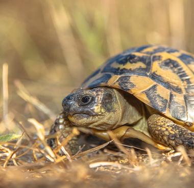 Oasis de Macchiagrande