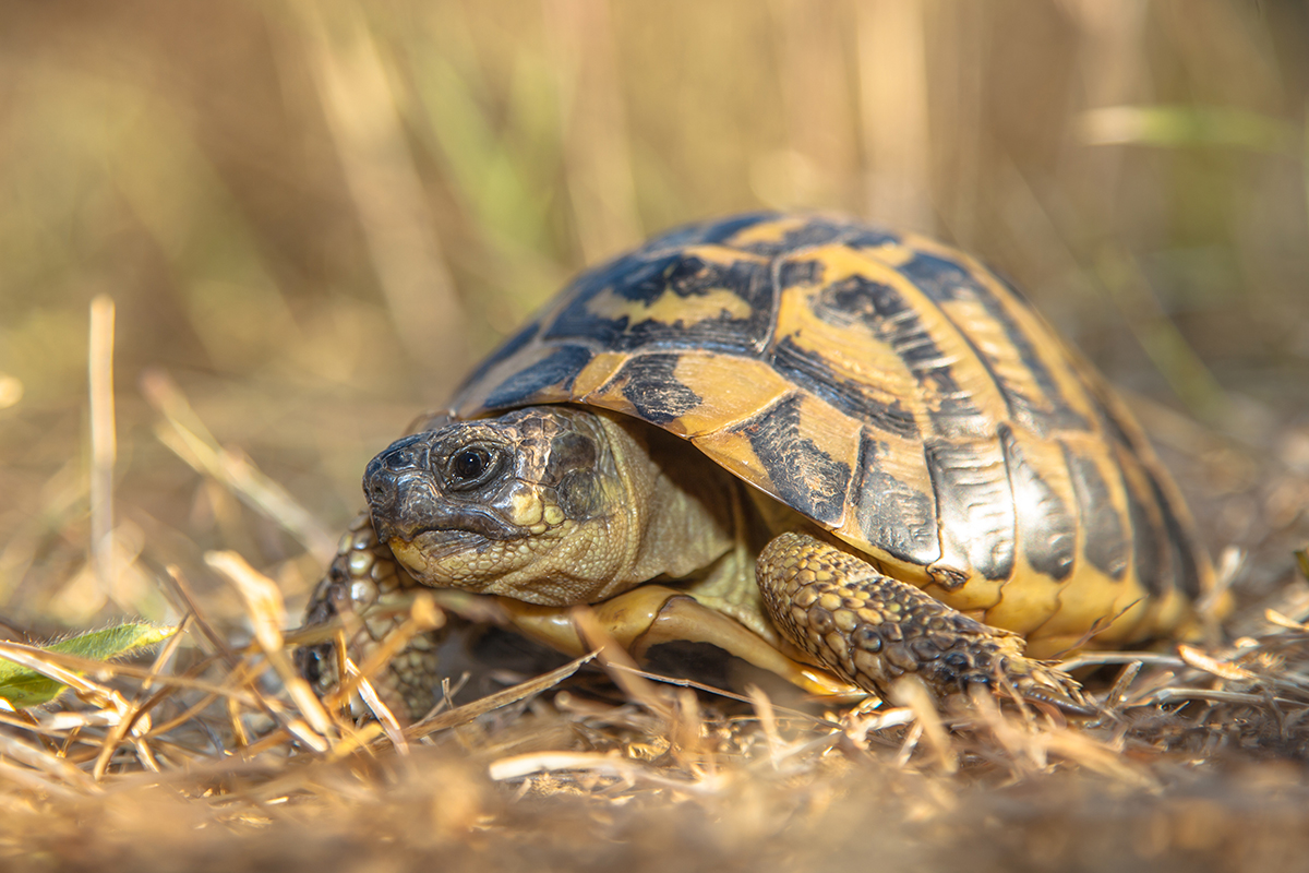 A magnificient Hermann's tortoise, symbol of Macchiagrande Oasis